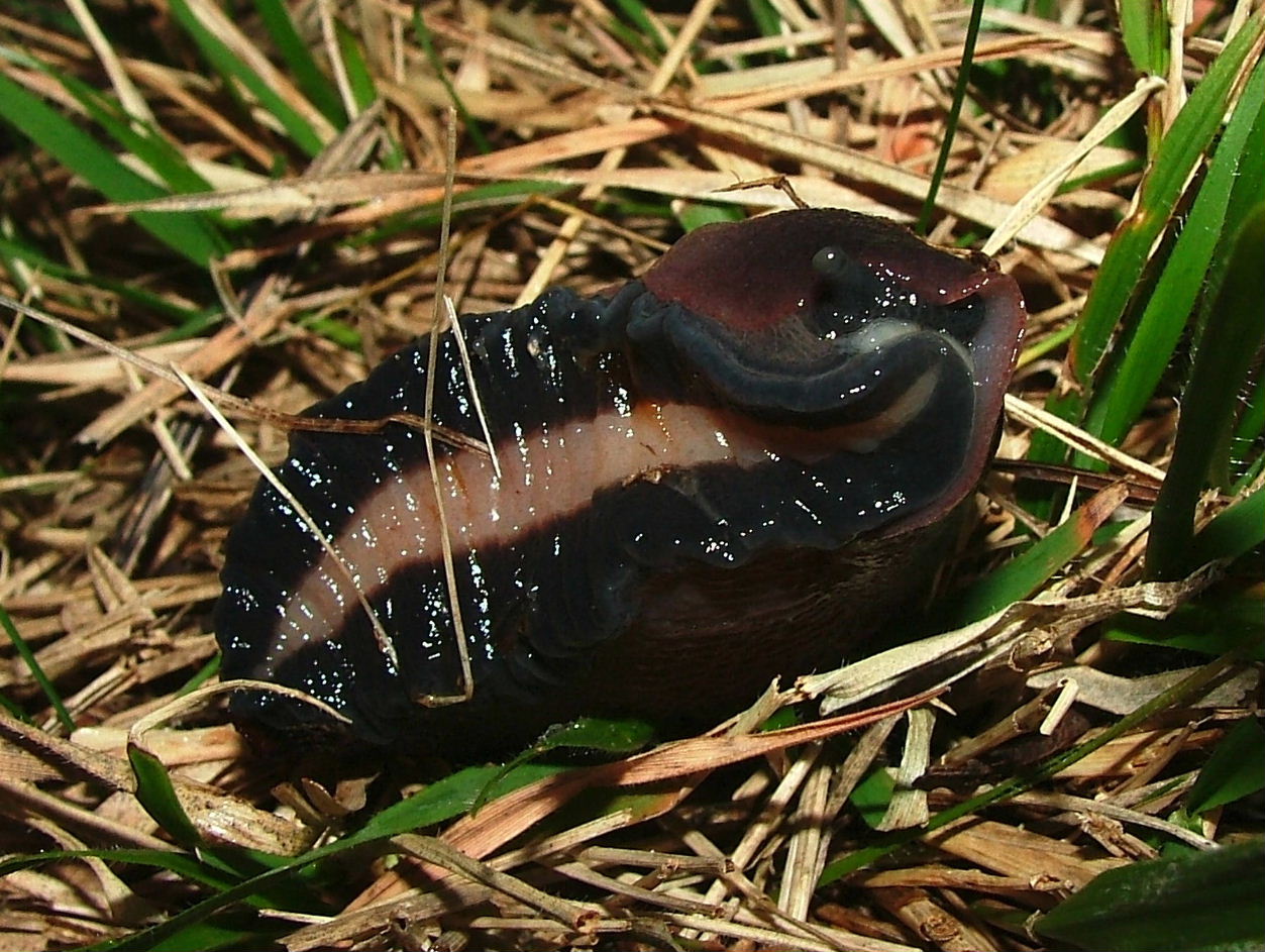 Un vecchio problema: Limax dacampi o L. doriae